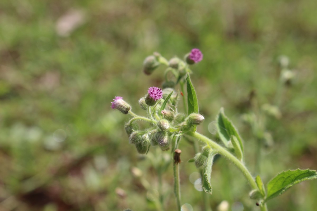 Blumea axillaris (Lam.) DC.